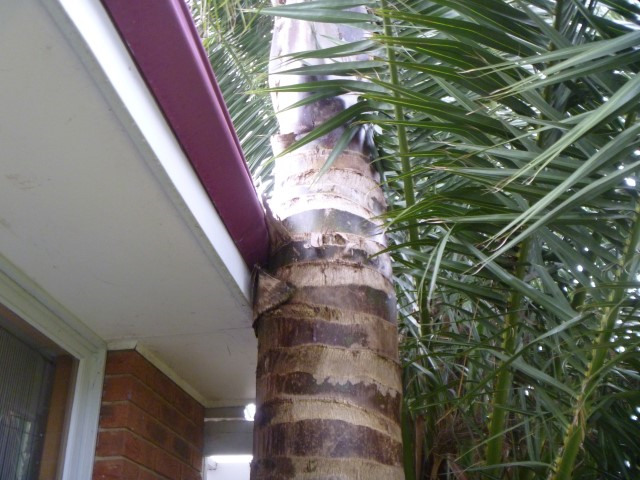 Building & Pest Inspection Cranbourne | Excessive Tree Force
