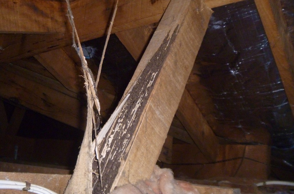Building & Pest Inspection Mornington Peninsula | Structural Termite Damage