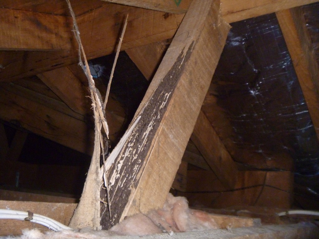 Building & Pest Inspection Mornington Peninsula | Structural Termite Damage