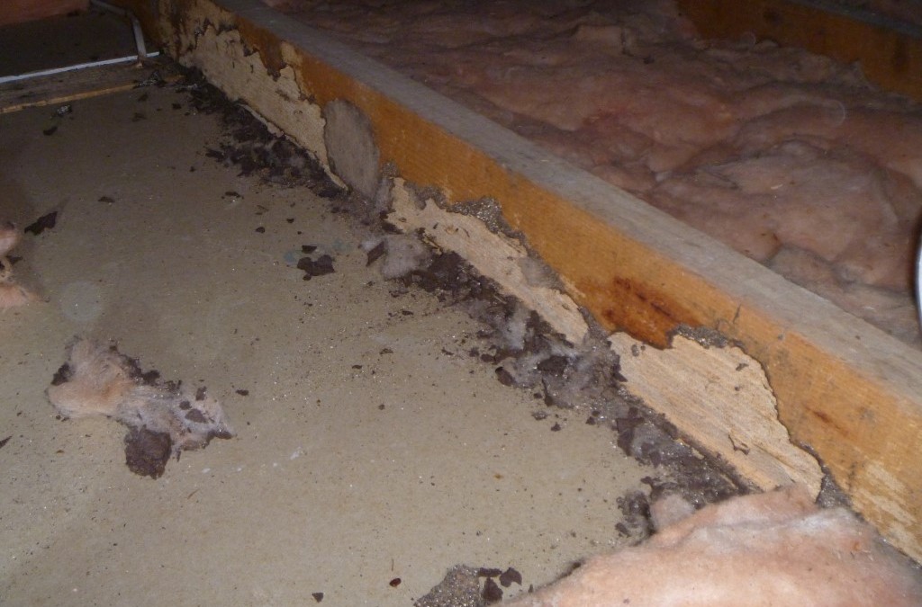 Building & Termite Inspection Mornington Peninsula