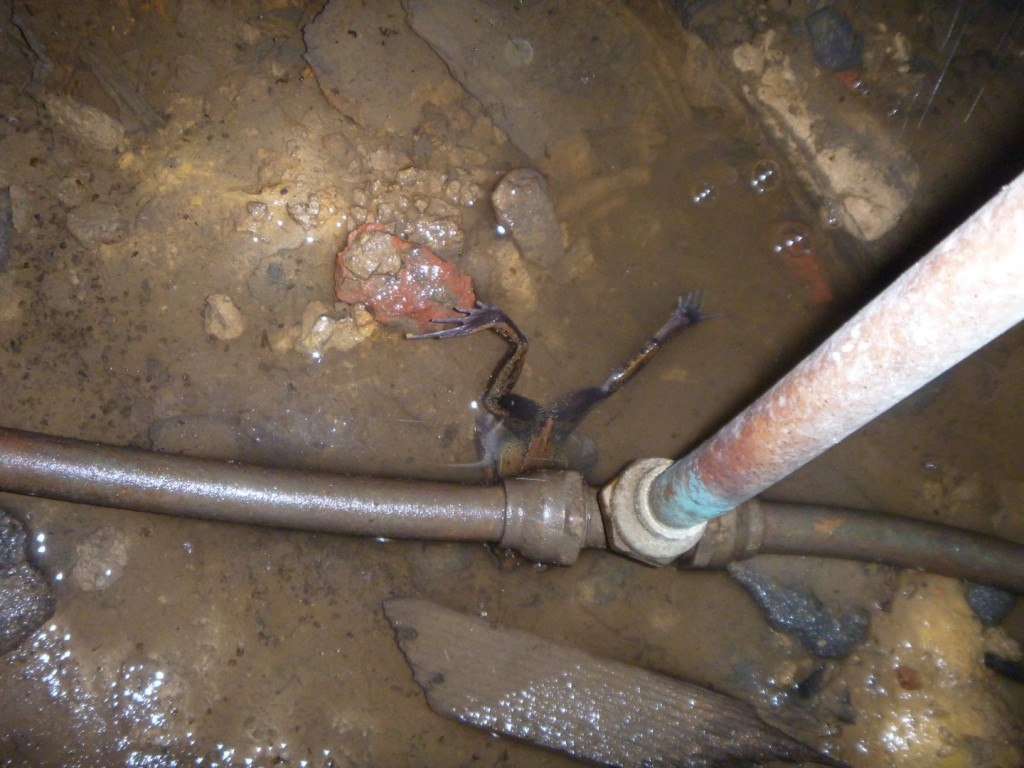 Building Inspections South East Melbourne – Frogs Legs