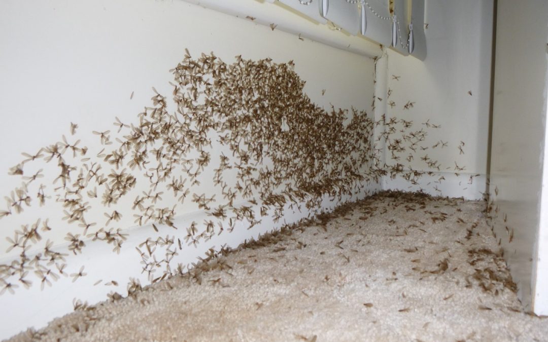 Building & Pest Inspection Rosebud, Mornington Peninsula – Winged Termites